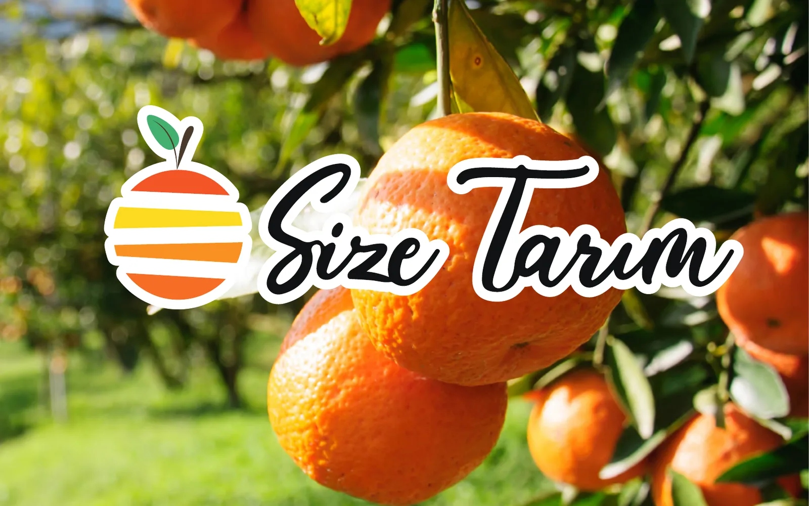 Size Tarım: A WordPress Website for an Adana Citrus Grower